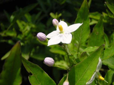 SOLANUM jasminoides Alba