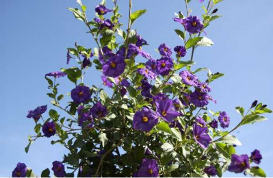 SOLANUM rantonetii Outremer