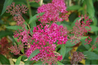 SPIRAEA japonica Anthony waterer