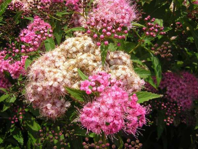 SPIRAEA japonica Shirobana