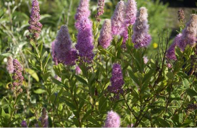 SPIRAEA  Billiardii