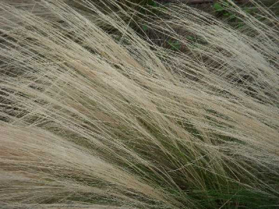 STIPA tenuissima