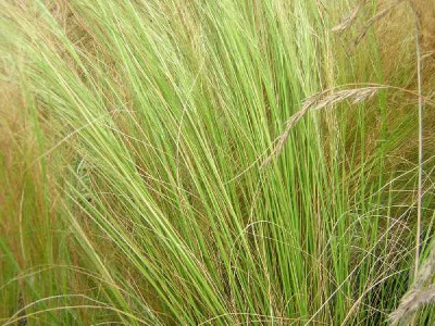 STIPA tenuissima Pony tails