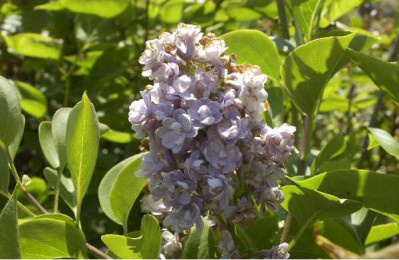 SYRINGA vulgaris Katherine havemeyer
