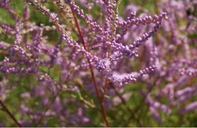 TAMARIX ramosissima Pink cascade