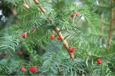 TAXUS baccata