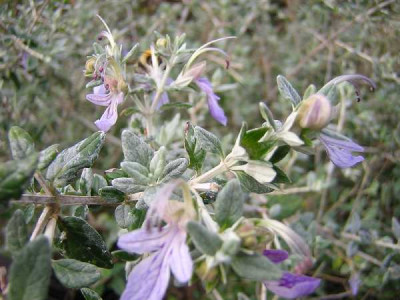 TEUCRIUM fruticans