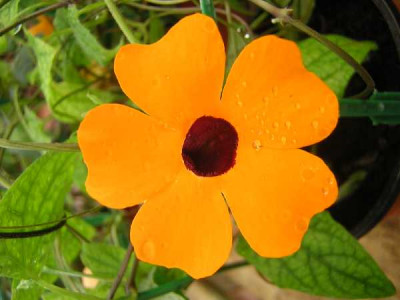 THUNBERGIA