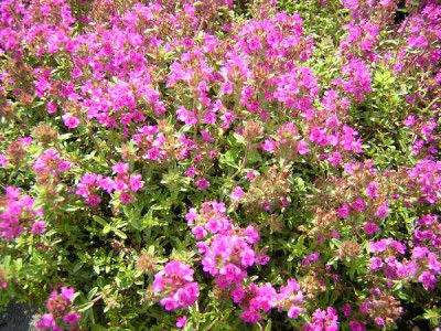 THYMUS praecox Coccineus