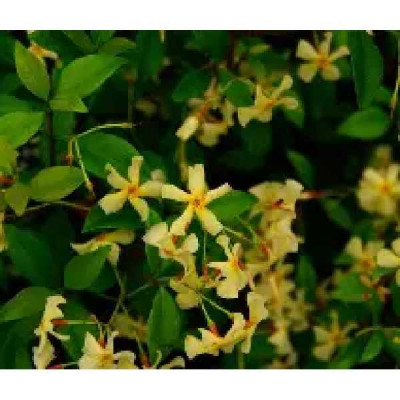 TRACHELOSPERMUM asiaticum Mandaniamum