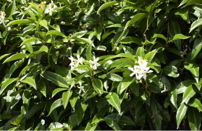 TRACHELOSPERMUM jasminoides
