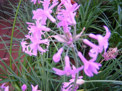 TULBACHIA violacea