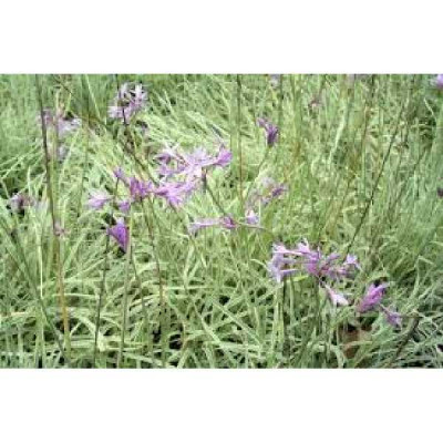 TULBACHIA violacea Variegata