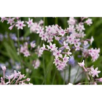 TULBACHIA violacea Purple eye