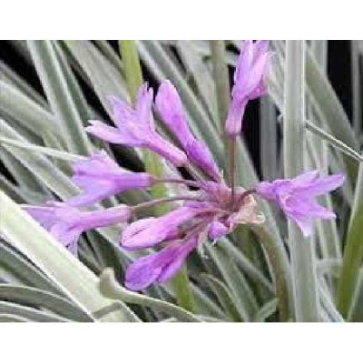 TULBACHIA violacea Silver lace