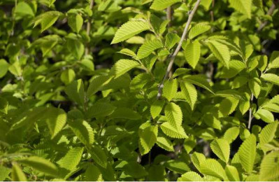ULMUS resista ® Sapporo gold