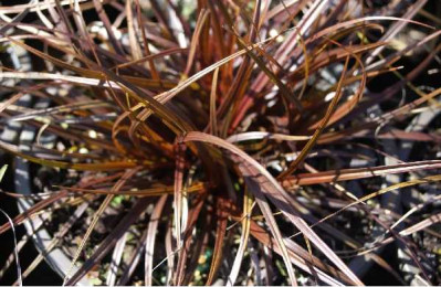 UNCINIA rubra