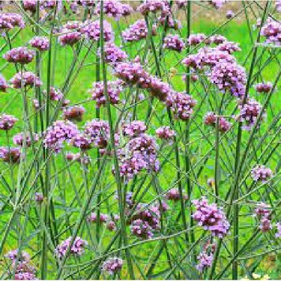 VERVEINE bonariensis