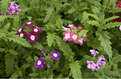 VERVEINE droite