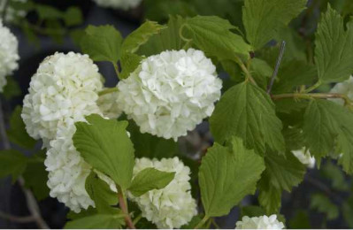 VIBURNUM opulus Roseum