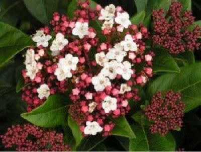 VIBURNUM tinus Quimper