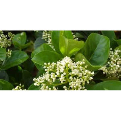 VIBURNUM odoratissimum
