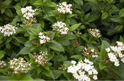 VIBURNUM tinus