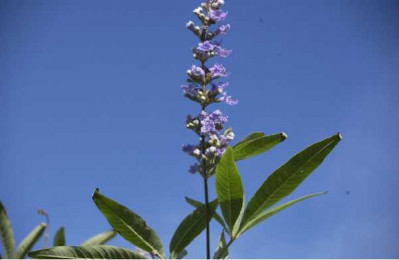 VITEX agnus castus Latifolia