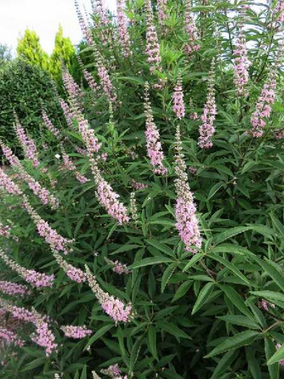 VITEX agnus castus Rose