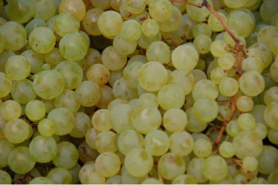 VITIS  Chasselas dore