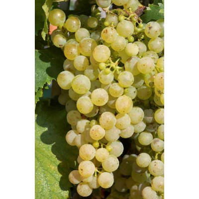 VITIS  Chasselas de fontainebleau