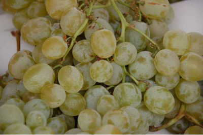 VITIS  Italia
