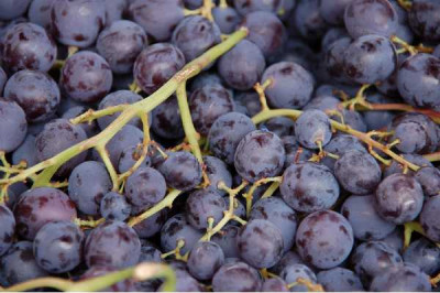 VITIS  Muscat de hambourg