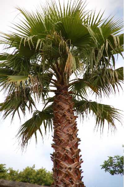 WASHINGTONIA robusta