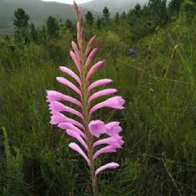 WATSONIA  Rose
