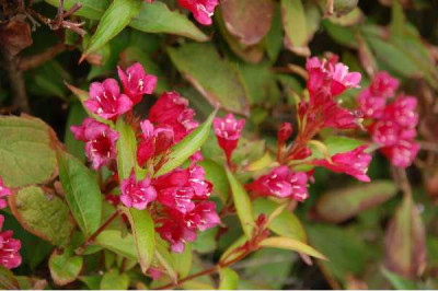 WEIGELA  Bristol ruby