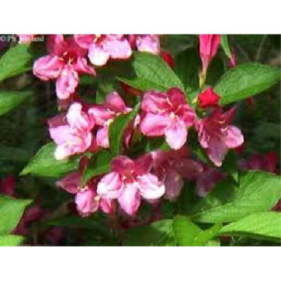 WEIGELA  Stelzneri