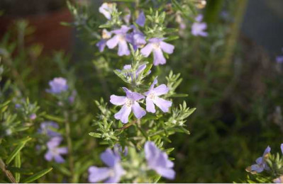 WESTRINGEA fruticosa Bleu