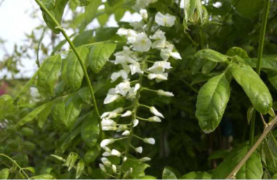 WISTERIA floribunda Alba