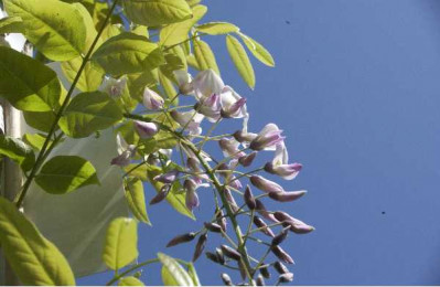 WISTERIA floribonda Rosea