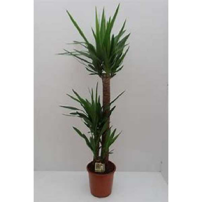YUCCA  60-30-20 3 têtes