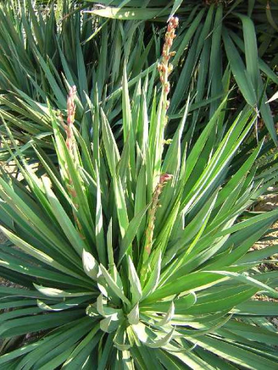YUCCA gloriosa