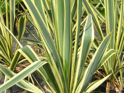 YUCCA filamentosa Bright edge
