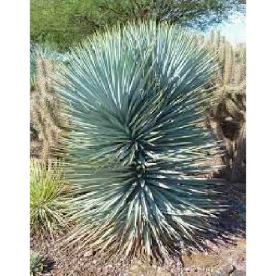 YUCCA rigida Blue sentry