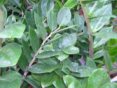 ZAMIOCULCAS zamiifolia