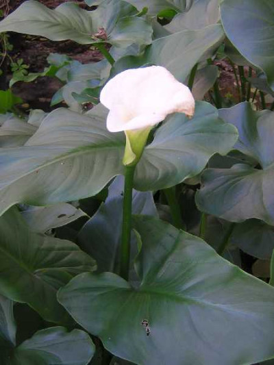 ZANTEDESCHIA aethiopica