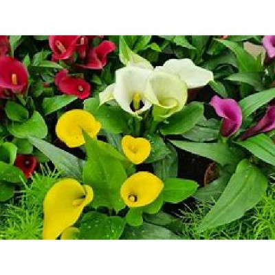 ZANTEDESCHIA  Varies