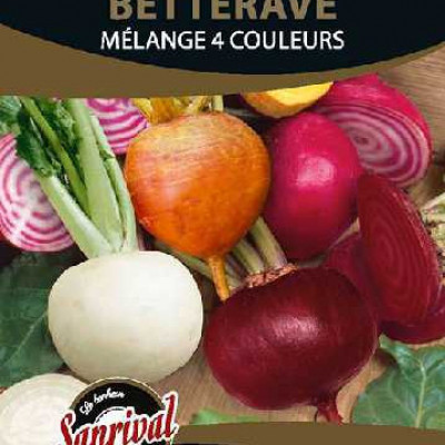 BETTERAVE MIXTE 4 COULEURS (HULA HO