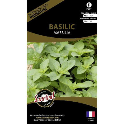 BASILIC MASILIA