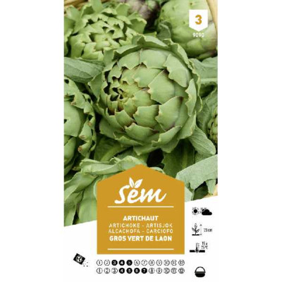 ARTICHAUT GROS VERT DE LAON